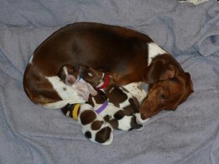 Amerikanische Zwergdackel in piebald choco und choco-rot