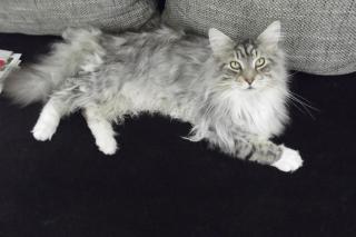 Neues Zuhause gesucht