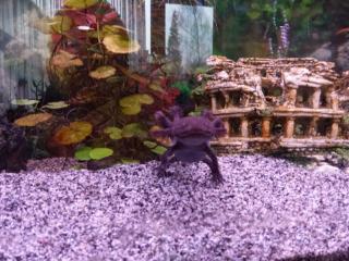 Axolotl Wildlinge