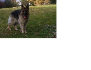 Coco sucht ein neues Zuhause