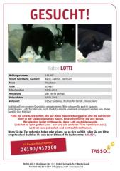 Katze Lotti VERMISST