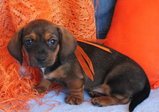 Bandit-Miniatur Dackel Jungen