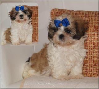Kleine feine Shih Tzu Welpen suchen eine liebes Zuhause