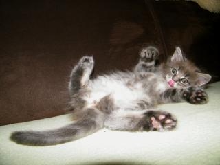 Maine Coon Kitten
