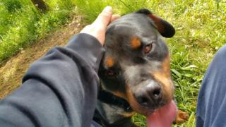 Rottweilerrüde sucht Kuschelpartner