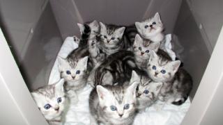 Reinrasige BKH Katzenbabys Babykatzen Kätzchen in black silver tabby classic vom
