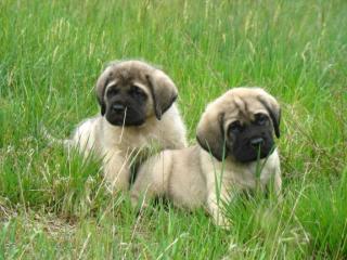 Mastiff, Old English Mastiff Welpen.