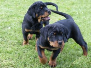 Reinrassige rottweilerwelpen mit papiere