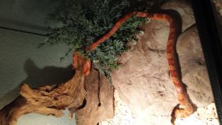 2 Kornnattern mit Terrarium und Zubehör abzugeben