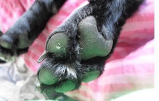 Hundesitting, Gassi gehen und Betreuung