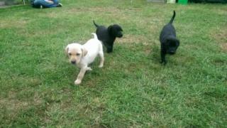 Drei wunderschöne reinrassige Labrador Welpen