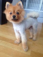Suche braune Pomeranian DeckHÜNDIN