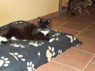 Schwarz-weißer Kater vermisst