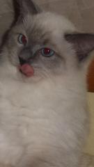 Ragdoll Mädchen