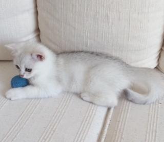 BKH Kater mit Stammbaum
