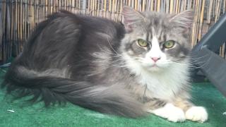 Maine Coon Weibchen sucht neues Zuhause