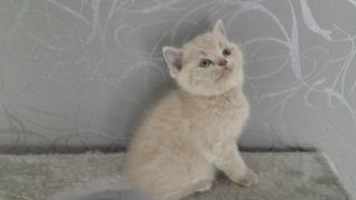 3 bkh kitten zu verkaufen je 350Euro zwei braun schwarz man weibl. einer hellgrau