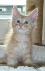 Maine Coon Kitten