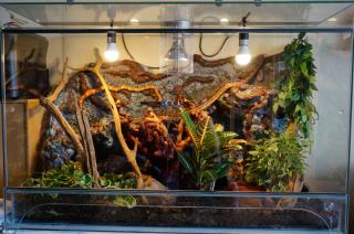 Schönes grosses Terrarium mit 2 Kornnattern