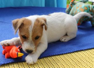 Parson Russell Terrier Welpen