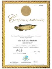 Asia Arowana Red Tail Golden RTG incl. Cites Händler Versand mögl.
