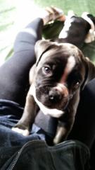 Kleiner Old English Bulldog/Boxer Hybride