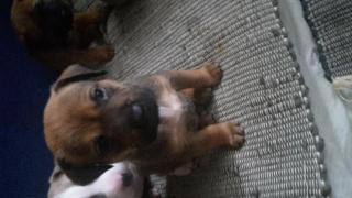 Bully Mix Welpen