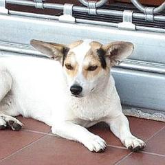 Bria sucht ein Zuhause