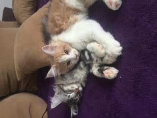 Maine Coon Kitten ohne Papiere