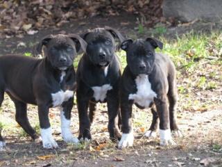 Weihnachten American Pitbull Terrier VDH-FCI