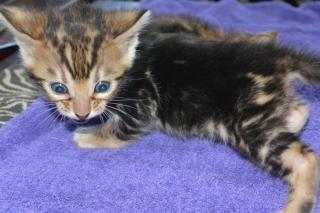 Traumhafte Bengalkitten