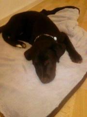LABRADOR-BORDERCOLLIEWELPE ABZUGEBEN