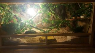 Terrarium mit Kornnattern