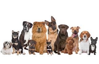 Homesitter Hundetrainer