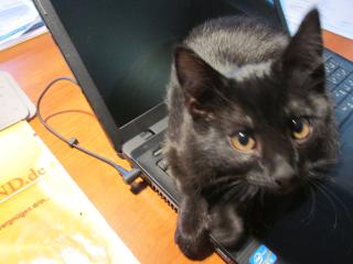 Mila Schwarze Hauskatze wird vermisst