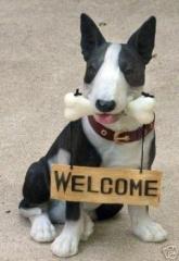 Miniatur Bullterrier, suche Mini Bullterrier