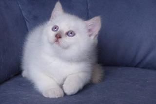 Süße BKH Kitten mit Kulleraugen suchen neue Familie