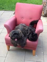 Einjehriger havanese / misch