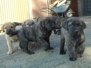 Wunderschöne Bullmastiff Welpen