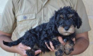 Mini Schnoodle welpen