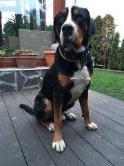 Grosser Schweizer Sennenhund Deckrüde