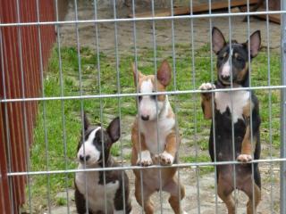 Miniatur Bullterrier welpen mit Papieren