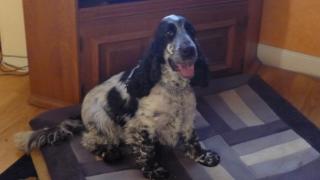 Neues Zuhause gesucht