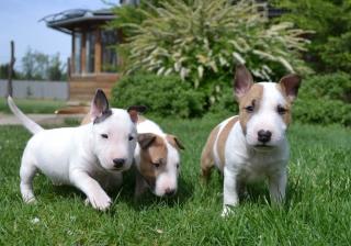 Mini Bullterrier Welpen mit FCI Stammbaum