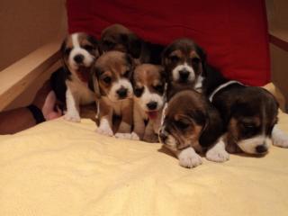 Beagle Welpen reinrassig, tricolor in liebevolle