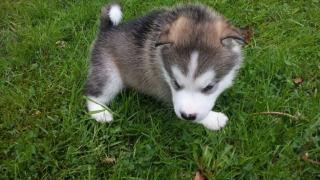 Reinrassige wunderschöne Siberian-Husky-Welpen aus FCI / VDH