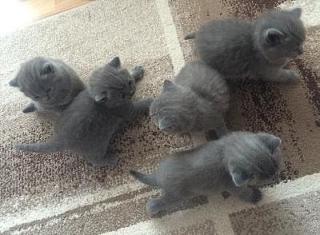 BKH-Babys suchen ein Neues Zuhause