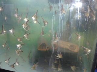 Junge Skalare Wildfarbe 4-5 cm.