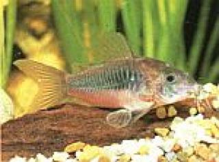 Corydoras aenus / Metallpanzerwelse