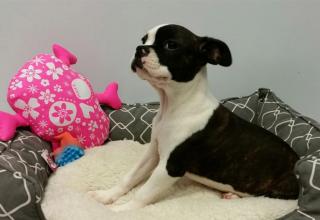 Wir bieten Boston Terrier Welpen zum Verkauf.
